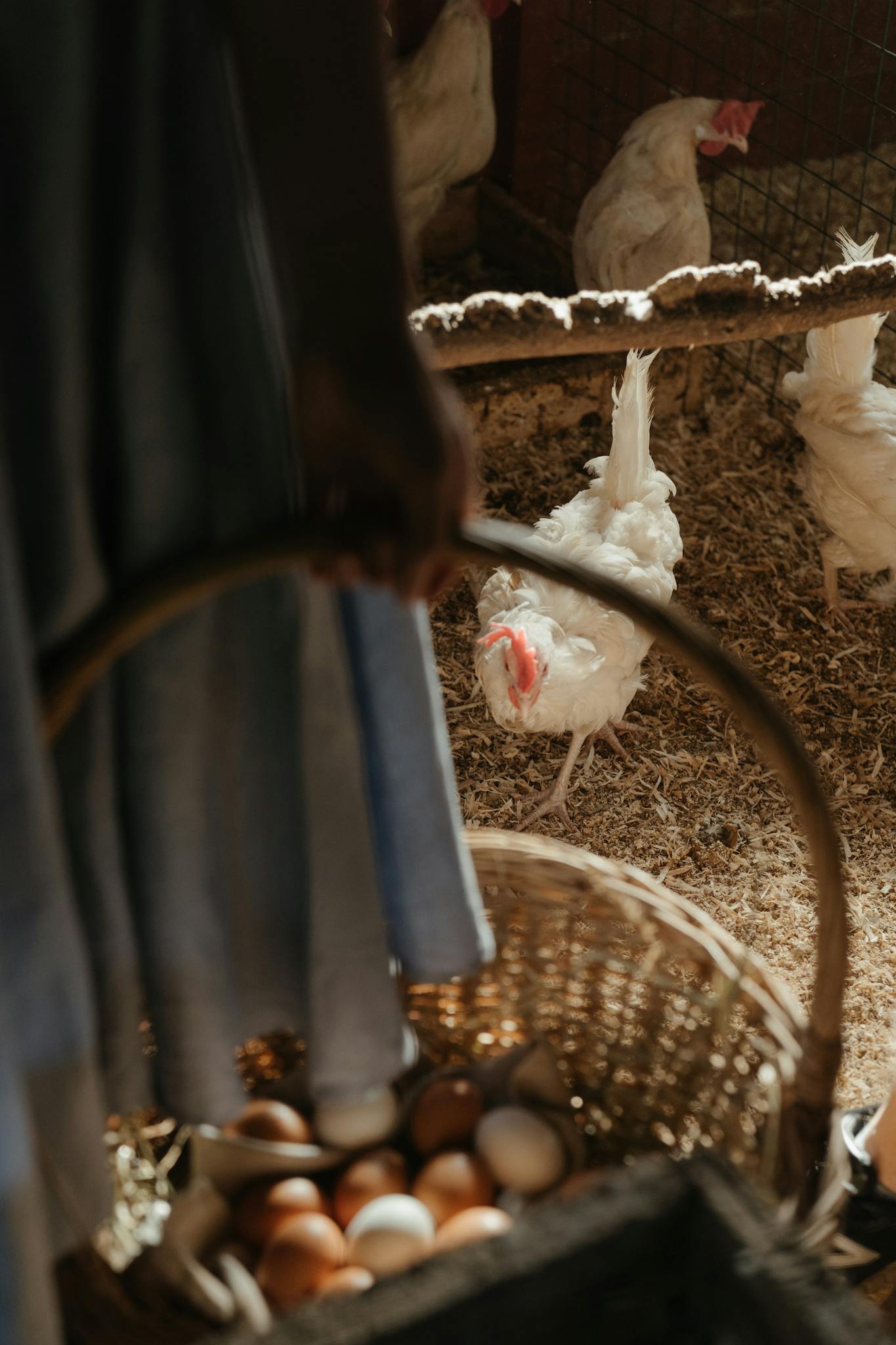 A hand gathers eggs from a wicker basket in a chicken coop, surrounded by white hens.